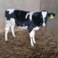 3 رآس گوساله نر هلیشتاین سوپر صنعتی درجه یک