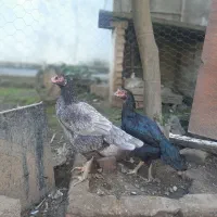 فروش سه عددمرغودوعددخروس نژاد دار لاری|حیوانات مزرعه|امیرکلا, |دیوار