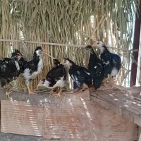 نیمچه گلین