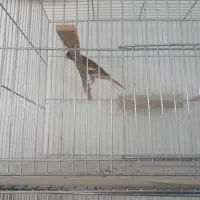 پرنده. قناری نر مست. جفت و جوجه عروس.فنج لپ سیاه.