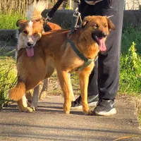 واگذاری سگ نگهبان رایگان|سگ|لاهیجان, لیالستان|دیوار