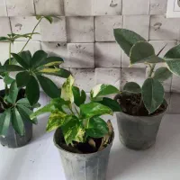 گل آپارتمانی زاموفیلیا و...|گل و گیاه طبیعی|فردیس, شهرک ۱۱۰|دیوار