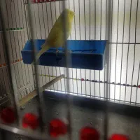 قناری ماده کاکولی|پرنده|شاهینشهر, شهرک ردانی پور|دیوار