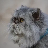 گربه پرشین بریتیش نر