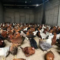 فروش مرغ بومی ۴ماهه گلپایگانی (تخمگذار)|حیوانات مزرعه|تهران, صادقیه|دیوار