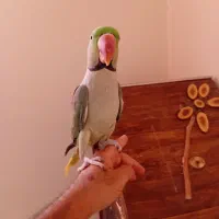 شاه طوطی|پرنده|شاهینشهر, مخابرات (شهید بهشتی)|دیوار