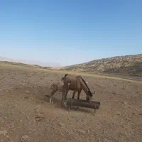 فروش مادیان ۵ساله دره شوری شناسنامه دار|اسب و تجهیزات اسب‌سواری|شیراز, حومه شیراز|دیوار