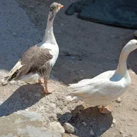 غاز نر و ماده بزرگ