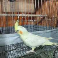پرنده