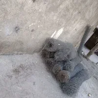 فنس|مصالح و تجهیزات ساختمان|محمدشهر, محمدشهر|دیوار