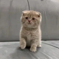 گربه اسکاتیش بلو گلد صورت خرسی