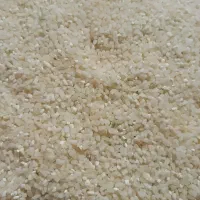 برنج کامفیروزی چمپا اصل و نیم دانه به شرط پخت|خوردنی و آشامیدنی|شیراز, آبیاری|دیوار