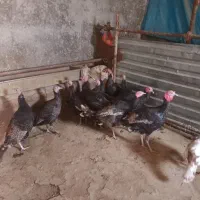 بوقلمون کوردی