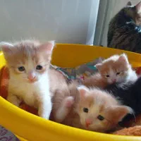 واگذاری|گربه|گرگان, |دیوار