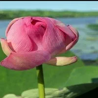 اسکله قایق سواریvip تالاب مرداب گل لاله بدون واسطه