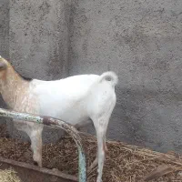 پازن سومال اصل