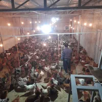 مرغ تخم گذار ۶ ماهه