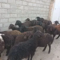 ۲۰عددبره درج یک...