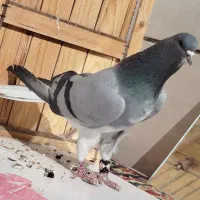 دمگیر نر خرقه گلدم|پرنده|برخوار, |دیوار