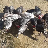 فروش بوقلمون محلی|حیوانات مزرعه|رحیمآباد, |دیوار