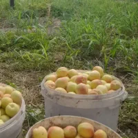 شهریار-باغ-تورپاق-تپه