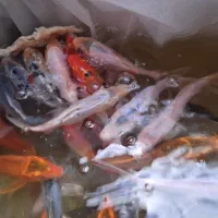 ماهی کوی|ماهی|مشهد, عامل|دیوار