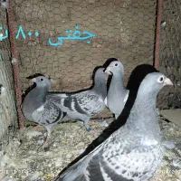 جوجه پولکی آلمانی