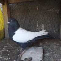 کبوتر سینه سیاه واکسی دو کت سفید ماده|پرنده|مشهد, موسوی قوچانی|دیوار