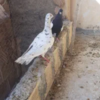 کفتر رنگی و پلاکی|پرنده|مبارکه, |دیوار