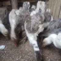 جوجه غاز ۴ ماهه سالم سرحال ۵۸۰