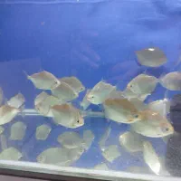 کت فیش کالر ویدئو دالر فایتر تایگر پرت کت فیش|ماهی|کرج, شاهین‌ویلا|دیوار