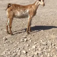 بزغاله اصل|حیوانات مزرعه|فسا, |دیوار