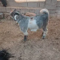 بزغاله|حیوانات مزرعه|اردل, |دیوار