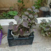 تعدادی گل|گل و گیاه طبیعی|کرمانشاه, |دیوار