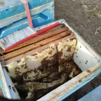 فروش کلنی زنبور عسل قیمت مناسب