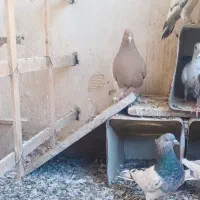 سار سرور|پرنده|مشهد, عبادی|دیوار