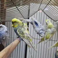 مرغ عشق پروانه ای رنگهای خاص