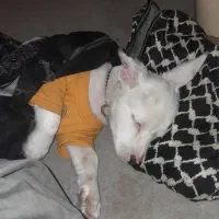 حیوانات خانگی