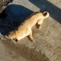 سگ پاکوتاه|سگ|شیروان (خراسان), |دیوار