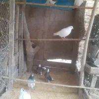 ۸عدد جوجه بوم ندیده و۷عدد کهنه|پرنده|رشت, یخسازی|دیوار