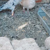 یه عدد ماده بزک یه عدد هفت نر