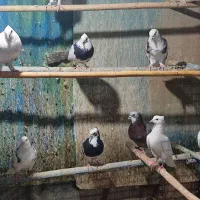 کبوتر پرشی