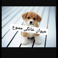 سوئیت دربست حیاط دار فقط خانواده|اجارهٔ کوتاه‌مدت آپارتمان و سوئیت|سلمان‌شهر, |دیوار