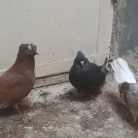 کبوتر ۲جفت کفتر