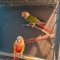 طوطی گرینچیک دبل رد سرخ سرخ