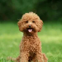 درخواست سرپرستی  سگ پودل