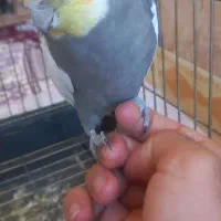 یک جفت عروس هلندی با قفس|پرنده|زرین دشت (همدان), |دیوار