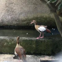غاز مصری بالغ گرید A