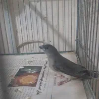 فنچ گلدین آبی و بنگالی