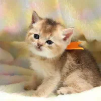 بچه گربه های پشمالو|گربه|شیراز, فرهنگ شهر|دیوار